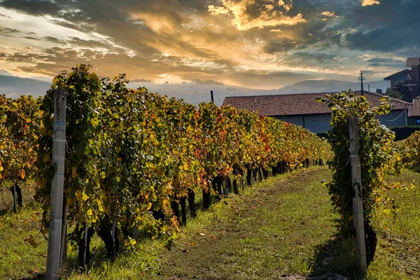Paisagens Langhe Piemontês Com Suas Vinhas Outono Durante Vindima — Fotografia de Stock