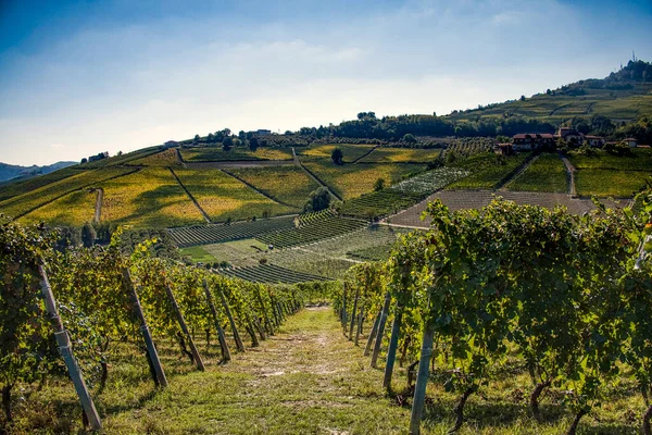 Paisagens Langhe Piemontês Com Suas Vinhas Outono Durante Vindima — Fotografia de Stock