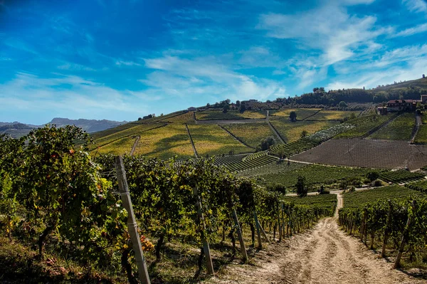 Landscapes Piedmontese Langhe Its Vines Autumn Grape Harvest — Stock Photo, Image