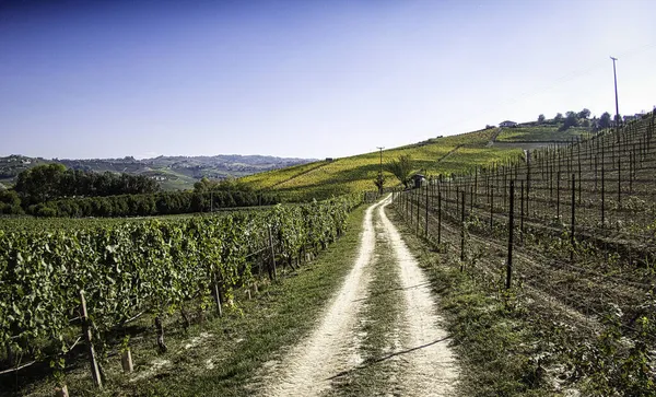 Krajobrazy Winnic Piemontese Langhe Jesienią Podczas Zbiorów — Zdjęcie stockowe