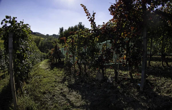 収穫期の秋のピエモンテ ランゲのブドウ畑の風景 — ストック写真