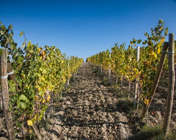 Krajobrazy Winnic Piemontese Langhe Jesienią Podczas Zbiorów Winogron — Zdjęcie stockowe