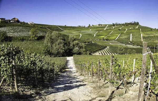 Vineyards Piedmontese Langhe Autumn Grape Harvest Period — Stock Photo, Image