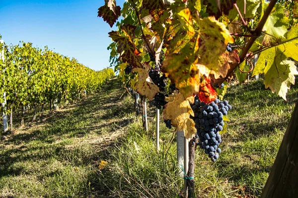 Cachos Uvas Nas Vinhas Piemonte Langhe Outono Durante Época Colheita — Fotografia de Stock