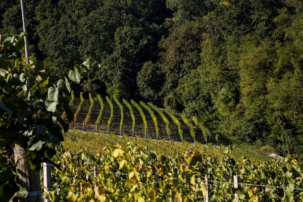 Vigneti Nelle Langhe Del Piemonte Autunno Durante Periodo Della Vendemmia — Foto Stock