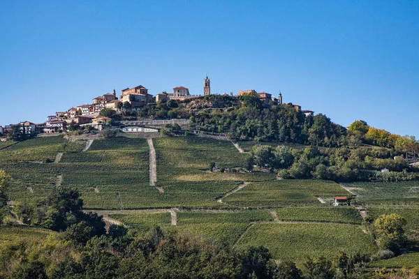Vineyards Piedmontese Langhe Autumn Grape Harvest Period — Stock Photo, Image