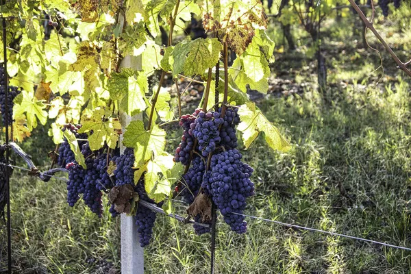 Гроздья Винограда Виноградниках Пьемонтской Ланге Осенью Время Сбора Урожая — стоковое фото