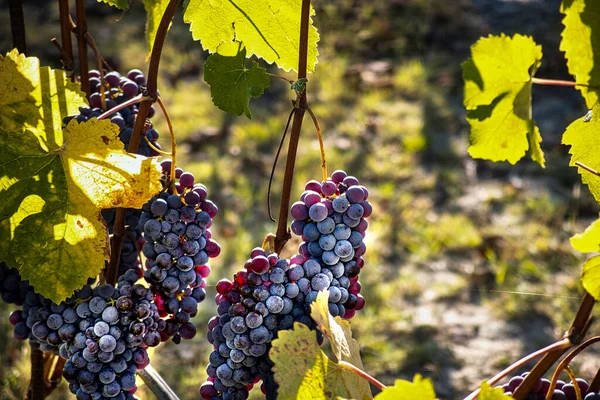 Trauben Den Weinbergen Der Piemontesischen Langhe Herbst Während Der Weinlese Stockfoto