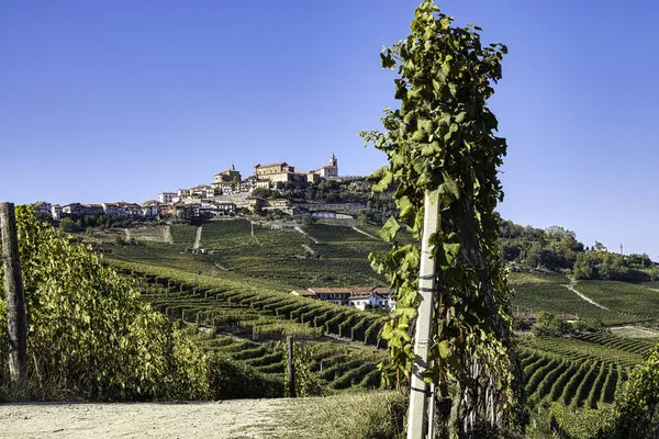 Hill Morra Piedmontese Langhe Autumn Grape Harvest — Stock Photo, Image