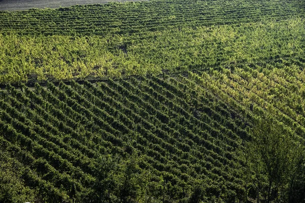 Colinas Cheias Vinhas Santo Stefano Belbo Área Vinho Mascate Piemonte — Fotografia de Stock