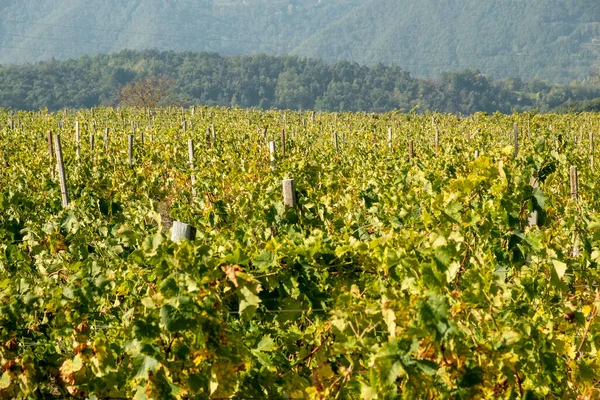 Colline Piene Vigneti Santo Stefano Belbo Zona Del Moscato Piemonte — Foto Stock