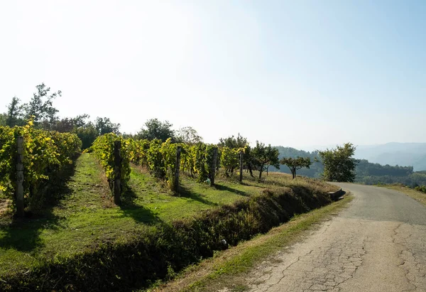 Wzgórza Pełne Winnic Santo Stefano Belbo Obszar Wina Muscat Piemoncie — Zdjęcie stockowe