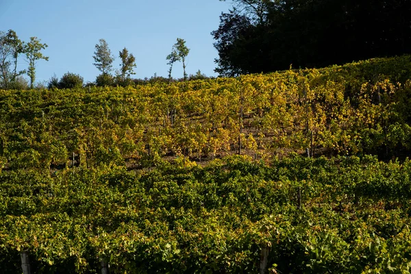 ピエモンテ州のマスカットワインの産地であるサント ステファノ ベルボのブドウ畑でいっぱいの丘は 秋の収穫直後 — ストック写真