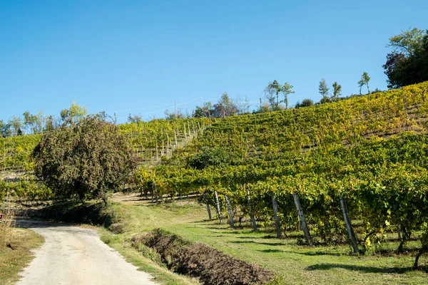 ピエモンテ州のマスカットワインの産地であるサント ステファノ ベルボのブドウ畑でいっぱいの丘は 秋の収穫直後 — ストック写真