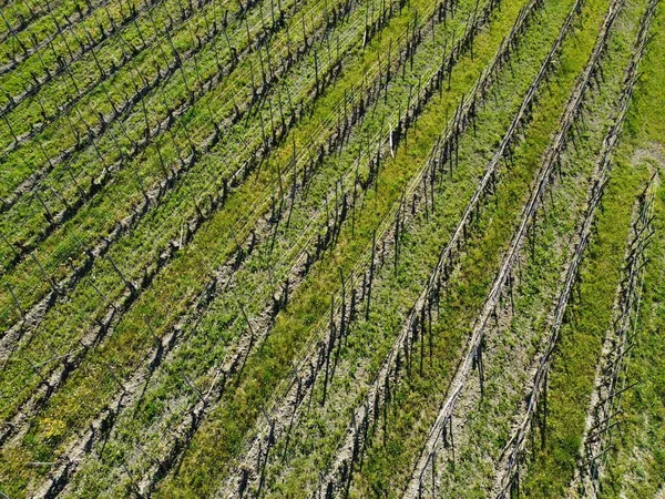 Ландшафт Виноградников Пьемонтской Ланге Снятый Сверху Беспилотником Dji Mini2 Октябре — стоковое фото