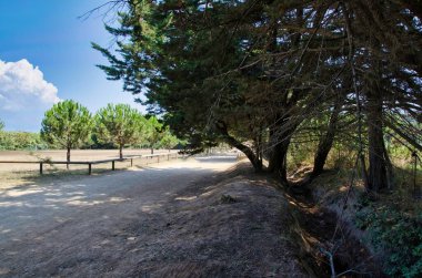 Porquerolles Adaları 'nın yeşilliklerine batmış yollar, Cte d' azur 'dan, hyeres' e. Fransa