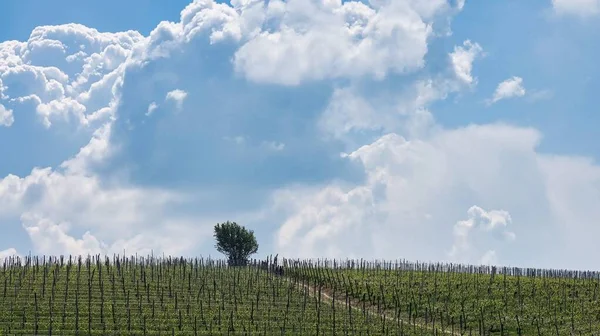 Paisagens Piemontês Langhe Barolo Monforte Alba Com Suas Vinhas Período — Fotografia de Stock