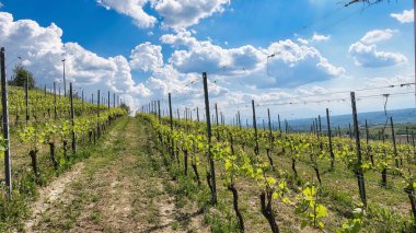 2022 baharında Barolo ve Monforte d 'Alba' nın Piedmontese Langhe 'si