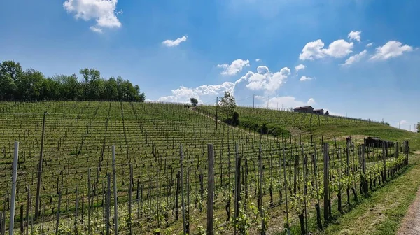 Paysages Des Langhe Piémontaises Barolo Monforte Alba Avec Ses Vignes — Photo