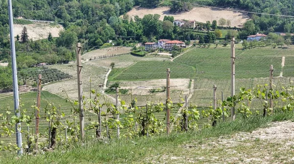 Piedmontese Langhe Μεταξύ Barolo Και Monforte Alba Την Άνοιξη Του — Φωτογραφία Αρχείου