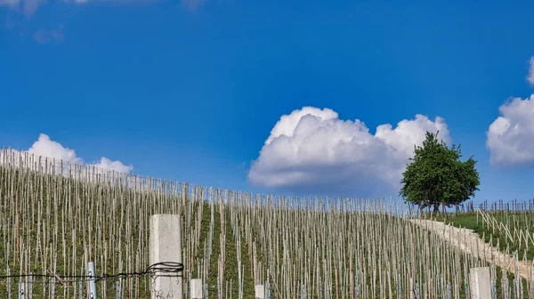 Пьемонтский Ланге Бароло Монфорте Альба Период Весны 2022 Года — стоковое фото
