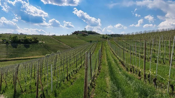 Los Hermosos Viñedos Langhe Barolo Monforte Alba Primavera 2022 —  Fotos de Stock