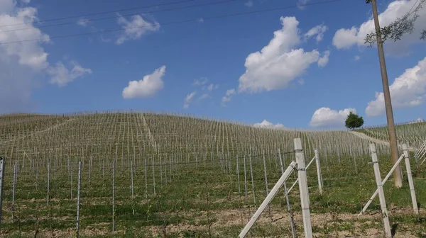 Красивые Виноградники Ланге Бароло Монфорте Альба Весной 2022 Года — стоковое фото