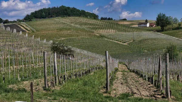Splendid Piedmontese Langhe Its Vineyards World Famous Wine Areas Barolo — Photo