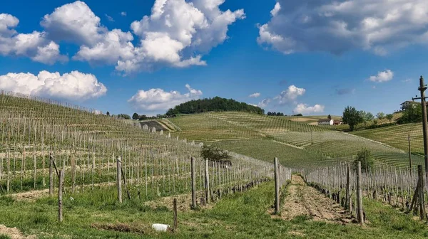 Vinice Barolo Piedmontese Langhe Kde Rostou Hrozny Nejlepších Vín Světě — Stock fotografie