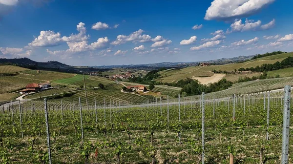 Vineyards Barolo Piedmontese Langhe Grapes Best Wines World Grow — Photo