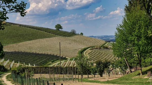 Splendid Piedmontese Langhe Its Vineyards World Famous Wine Areas Barolo — Photo
