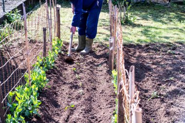 Toprağı kendi bahçesinde kazıp toprağın meyvelerini toplayan çiftçi. İtalya 'da 2022' de