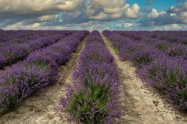 the deep purple fields of Provenal lavender in Sale Langhe, in the Piedmontese Langhe. Geometric lines of lavender flowers