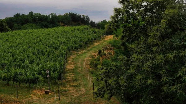 Wijngaarden Van Mont Alba Piemonte Langhe Tijdens Een Mangialonga Juni — Stockfoto
