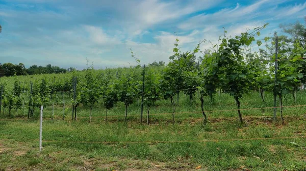 Vineyards Mont Alba Piedmontese Langhe Mangialonga June 2022 — стоковое фото