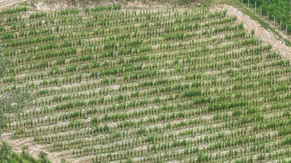 Een Prachtige Textuur Van Druivenwijngaarden Piemonte Langhe Mont Alba Zomer — Stockfoto
