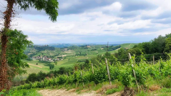 Vineyards Mont Alba Piedmontese Langhe Mangialonga June 2022 — Φωτογραφία Αρχείου