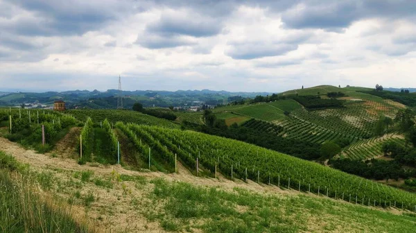 Landscapes Vineyards Mont Alba Piedmontese Langhe Summer 2022 —  Fotos de Stock