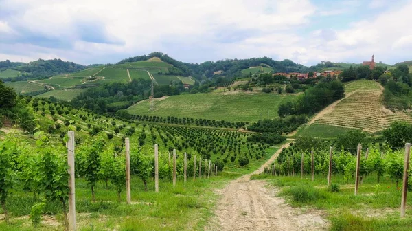 Paisajes Vides Hileras Uvas Mont Alba Langhe Piamontés —  Fotos de Stock