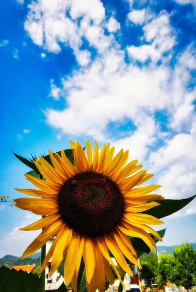 a sunflower under a clear and warm sky of an August of 2022