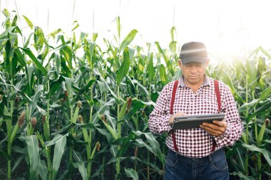 Çiftçi tarlada yürürken mısır büyümesini inceliyor. Taze yeşil mısır tarlası. Erkeklerin elindeki dijital tablet. Tarlada hasat işindeyim. Tarım kavramı.