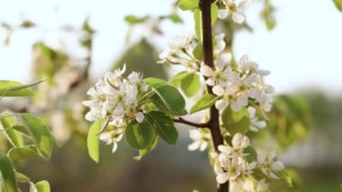 Branches of beautiful blooming tree with white flowers in early spring. Pears to pear trees. White flowers and young twigs of the Pear tree.