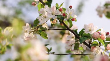 Güzel Bahar Elması ağacı çiçekleri, yaklaşın. Bahar çiçekli elma ağacı gün batımında. Arka planda güneş ışıkları olan dalları olan çiçek elma ağacı. Elma ağacı çiçeği kapat.