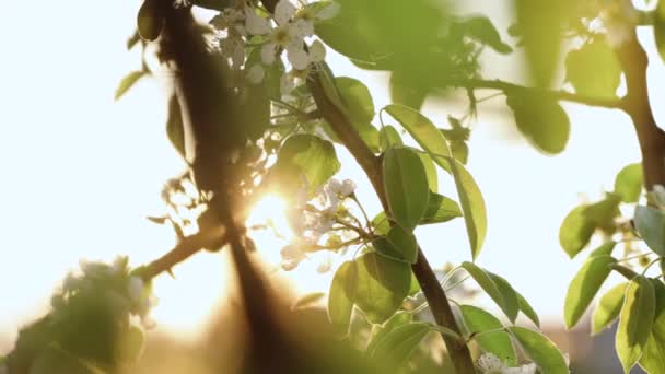 Closeup of blooming white pear flowers under morning sunlight, pear tree plantation. Spring blossom background. Blooming pear tree, white flowers on a tree in soft sunset sunlight — Video