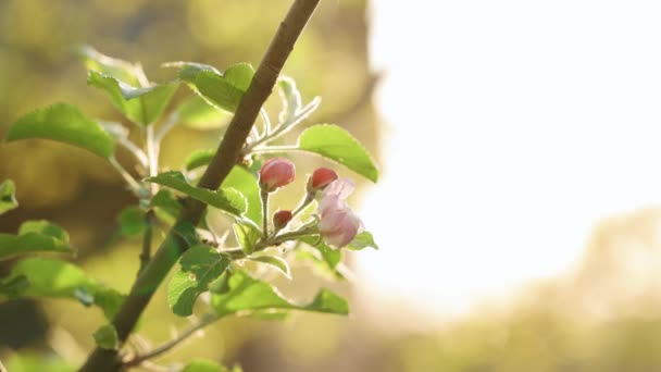 明るい金色の太陽に対するリンゴの開花。緑色の葉の間に魅力的な白い花弁の景色。庭で驚くべきリンゴの花。桜の花が美味しい — ストック動画