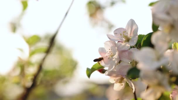 Pszczoła zapyla kwiat jabłoni i odlatuje. Zamknij ujęcie pszczoły na wiosennym kwiatku. Pszczoła zbiera pyłek z białych kwiatów w sadzie. Pszczoły miodne zbierające pyłek z kwiatu jabłoni — Wideo stockowe