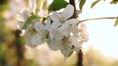 Romantik güneş ışınlarının elma çiçeklerine düştüğü sakin bahçe sahnesi. Parlak altın güneşe karşı açan beyaz ağaç çiçekleri. Büyüleyici mavi gökyüzü ile çiçek açan güzel elma ağacı