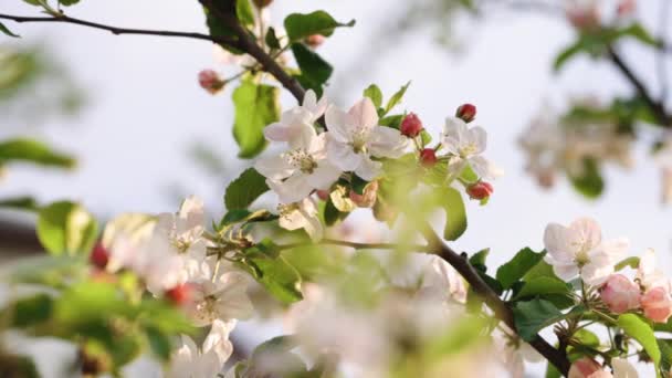 Beautiful branch of apple tree at bloom. Pretty white flowers blossoming, sun shines through leaves. Beautiful apple tree flowers in spring — Stockvideo