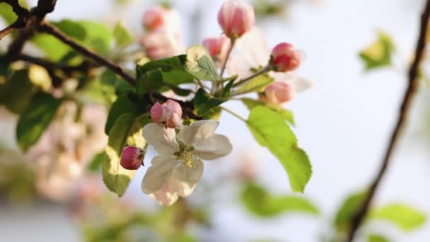 Цвіте яблуня біла квітка на фоні природи. Прекрасна гілка на весняний день. Весняні квіти яблук на яблунях розквітають у саду — стокове відео