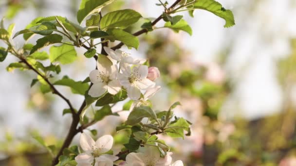 Spring Apple bunga pada pohon cabang apel mekar di taman. Bunga mekar Apple. Bunga putih yang indah — Stok Video